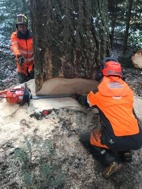 Forstwart in Orange fällt Douglasie mit Motorsäge (Wertholzgant)