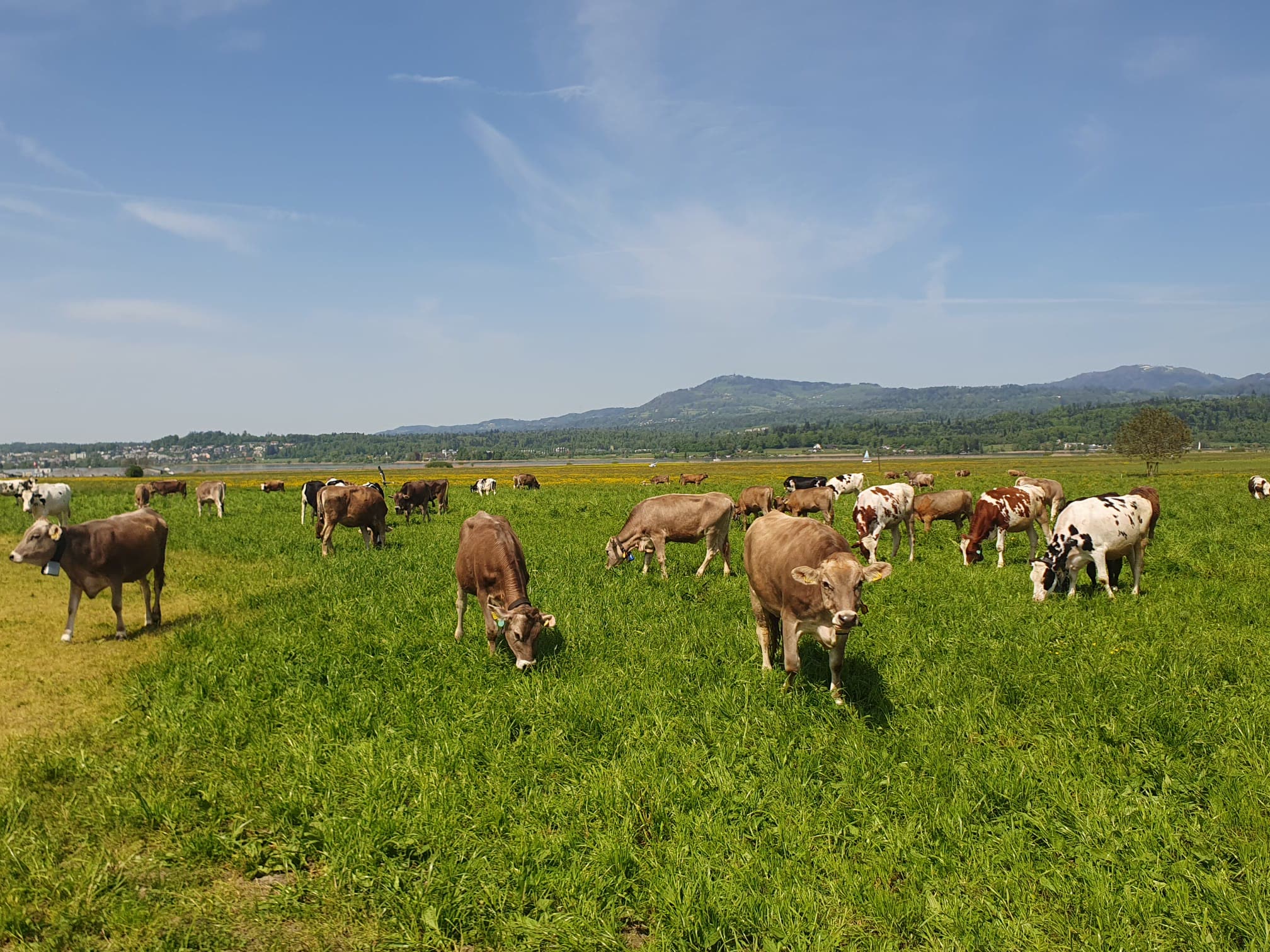 Rinder grasen auf der weiten Allmeind-Ebene, Hügel am Horizont