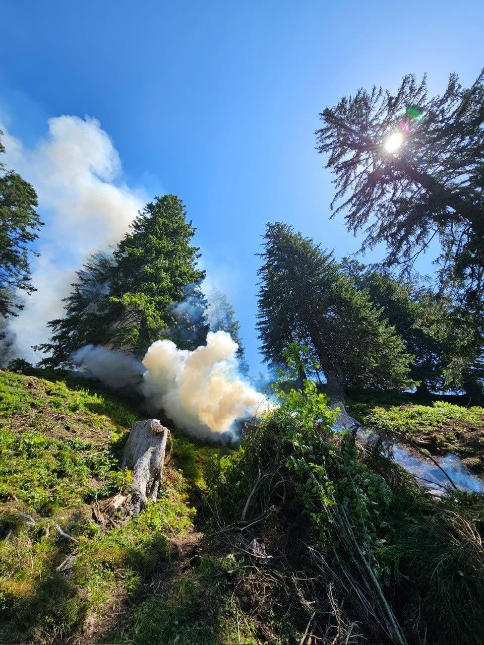 Rauch eines Asthaufenfeuers zwischen Tannen am Bergwaldhang, blauer Himmel