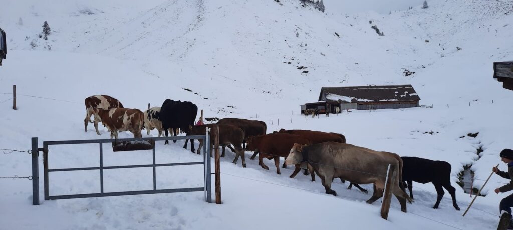 Kühe im Schnee auf der Brüschalp beim Gatter, Alphütte hinten