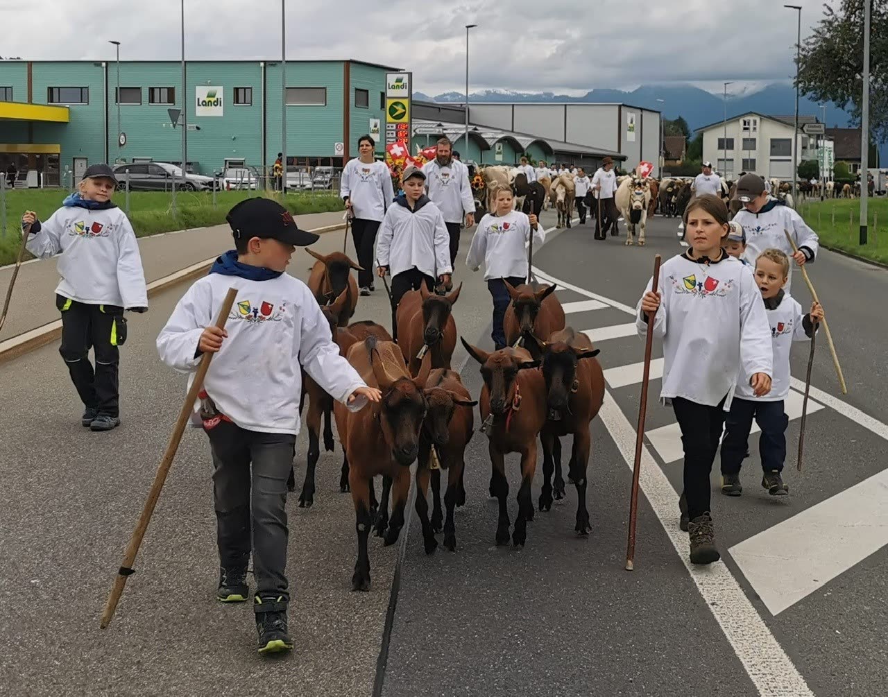 Kinder in Sennenhemden führen Ziegen beim Umzug über Strasse in Wangen, Gewerbebauten hinten