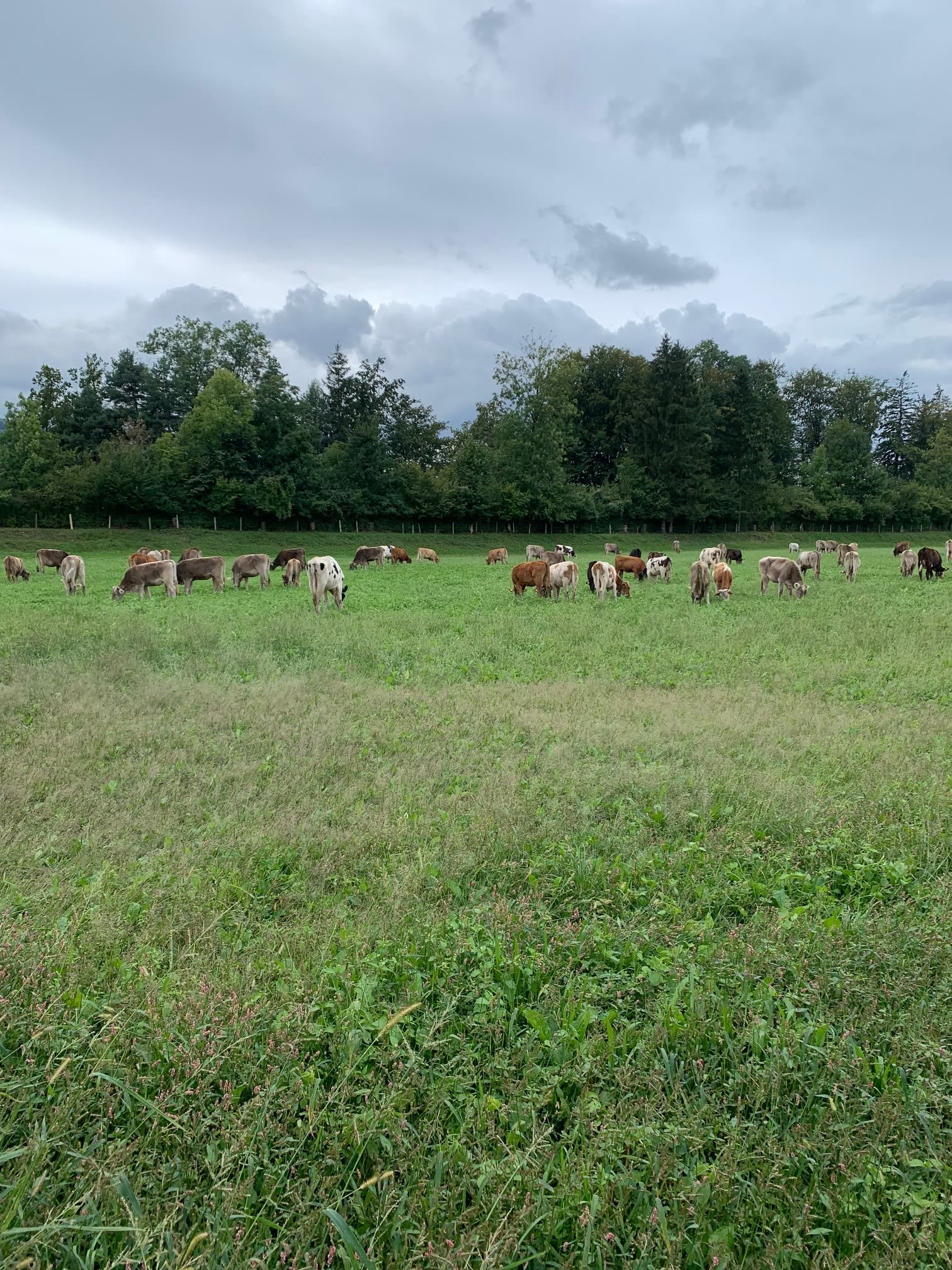 Herde auf der Allmeind-Weide unter bewölktem Himmel, Waldrand