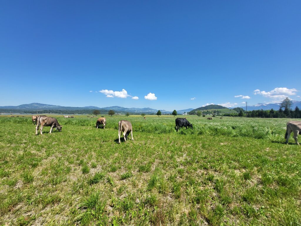 Rinder weiden auf der Allmeind, flache Riedebene, tiefblauer Himmel