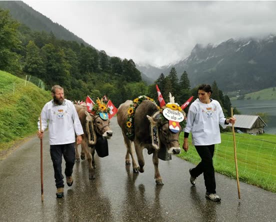Älpler und Älplerin führen geschmückte Kühe auf der Strasse am Wägitalersee