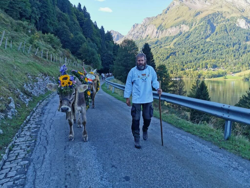 Älpler mit Stock führt geschmückte Kühe auf Bergstrasse über dem Wägitalersee