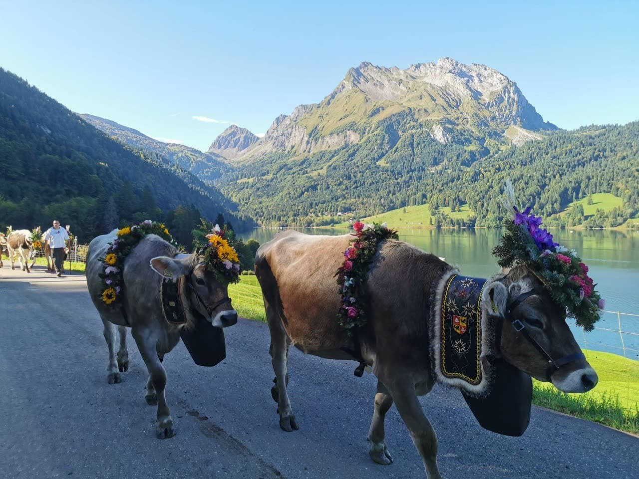 Zwei geschmückte Kühe mit Glocken auf Strasse am Wägitalersee, Berggipfel und blauer Himmel