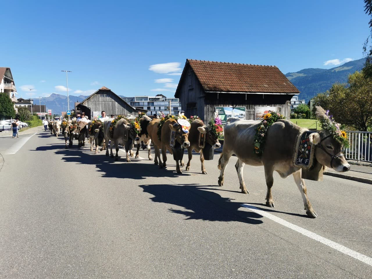 Kuhumzug der Alpabfahrt 2025 auf Strasse durch Wangen, Holzscheunen, Sonne