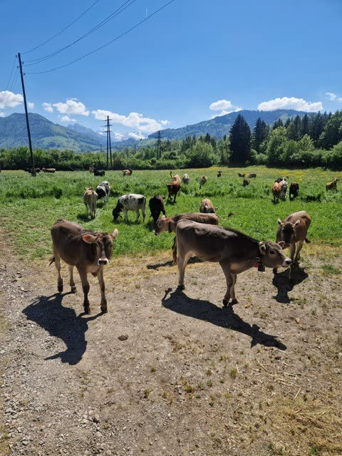 Jungvieh auf der Allmeind-Weide, Berge (Etzel/Glarner Alpen) im Hintergrund