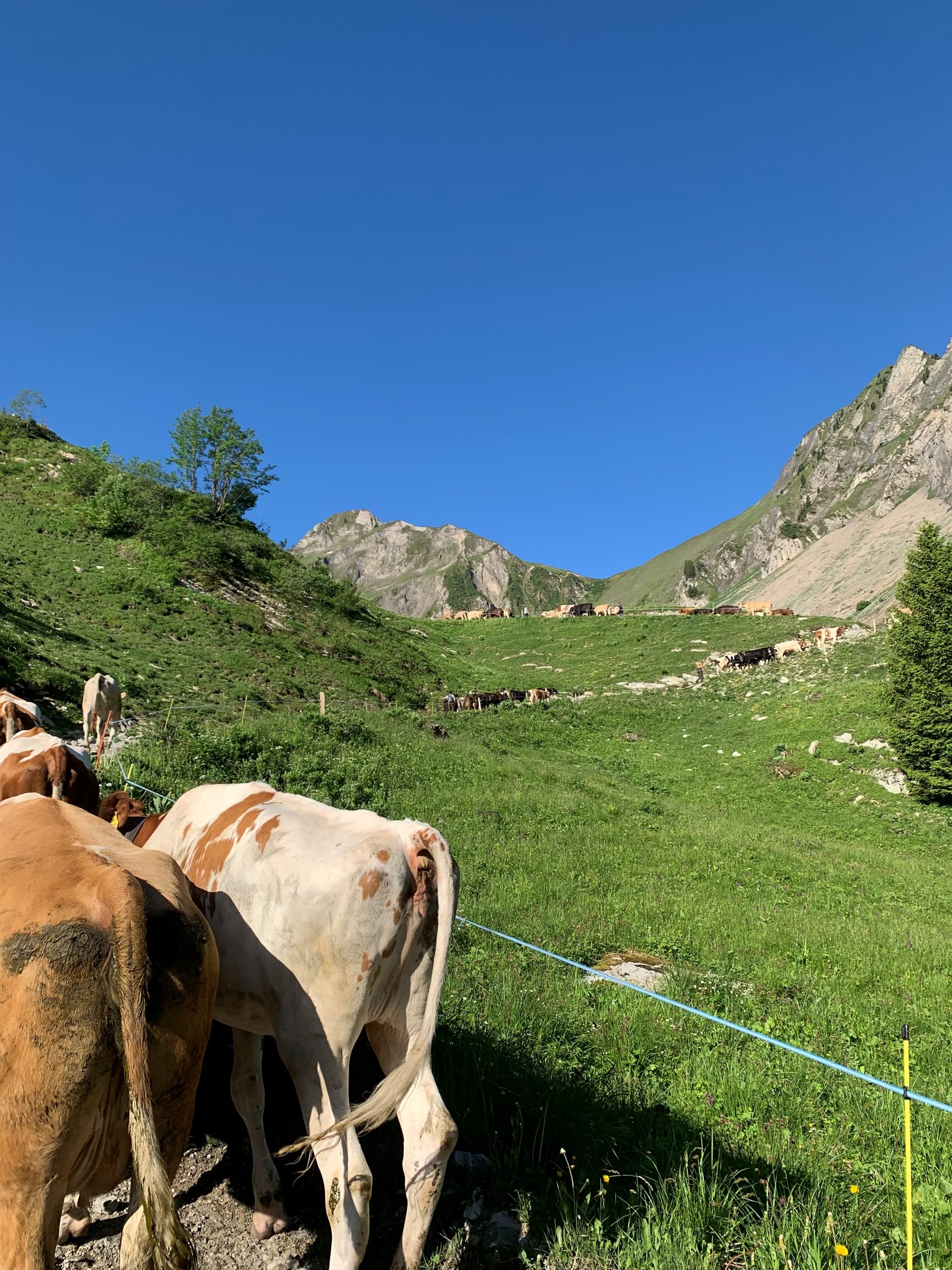 Kühe auf der Alpweide mit Weidezaun, Bergkulisse und blauer Himmel