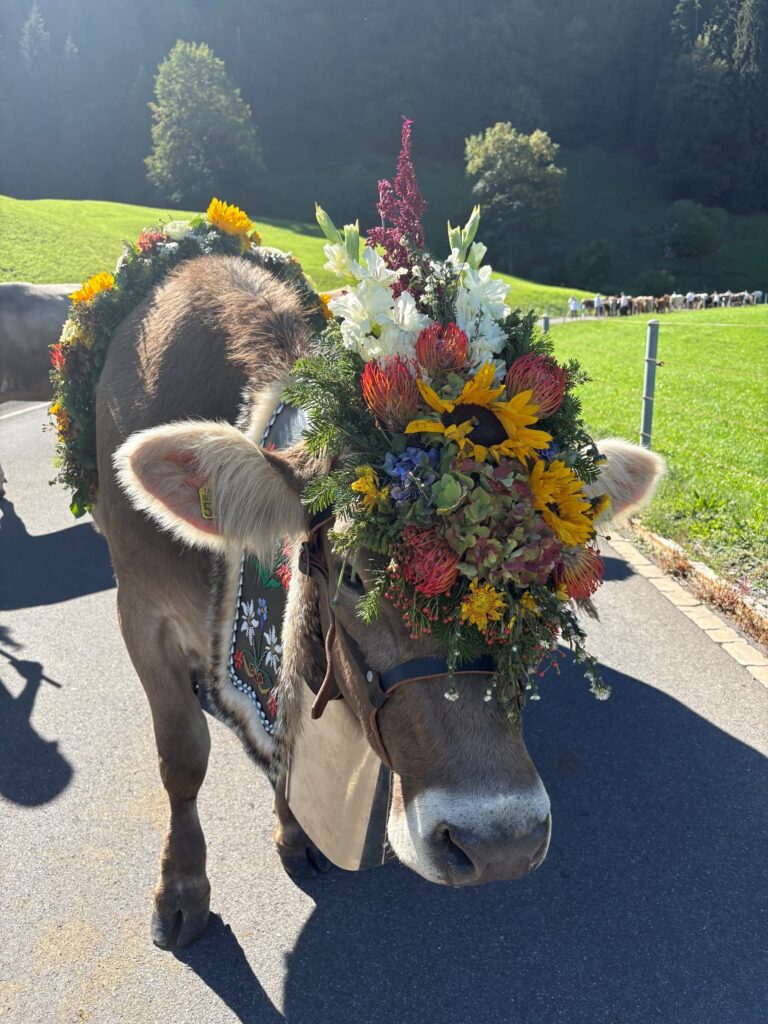 Braunvieh-Kuh mit grossem Blumenkopfschmuck (Sonnenblumen) auf Strasse, grüne Wiese im Hintergrund