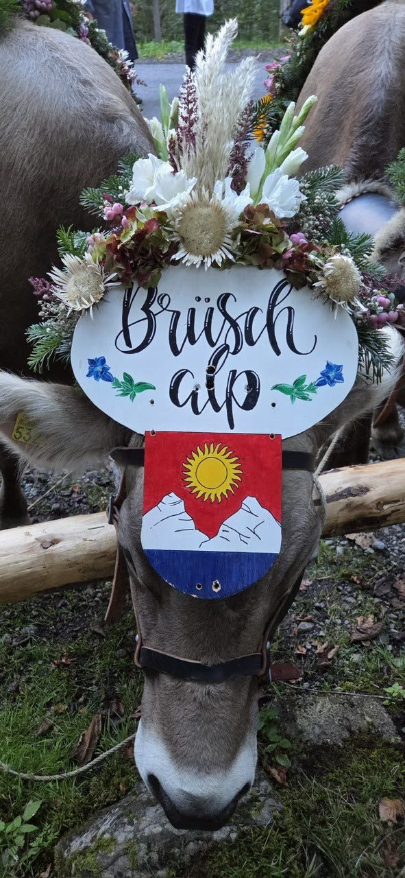 Nahaufnahme Kuhkopf mit Kopfschmuck und Holzschild «Brüsch alp» samt Wappen