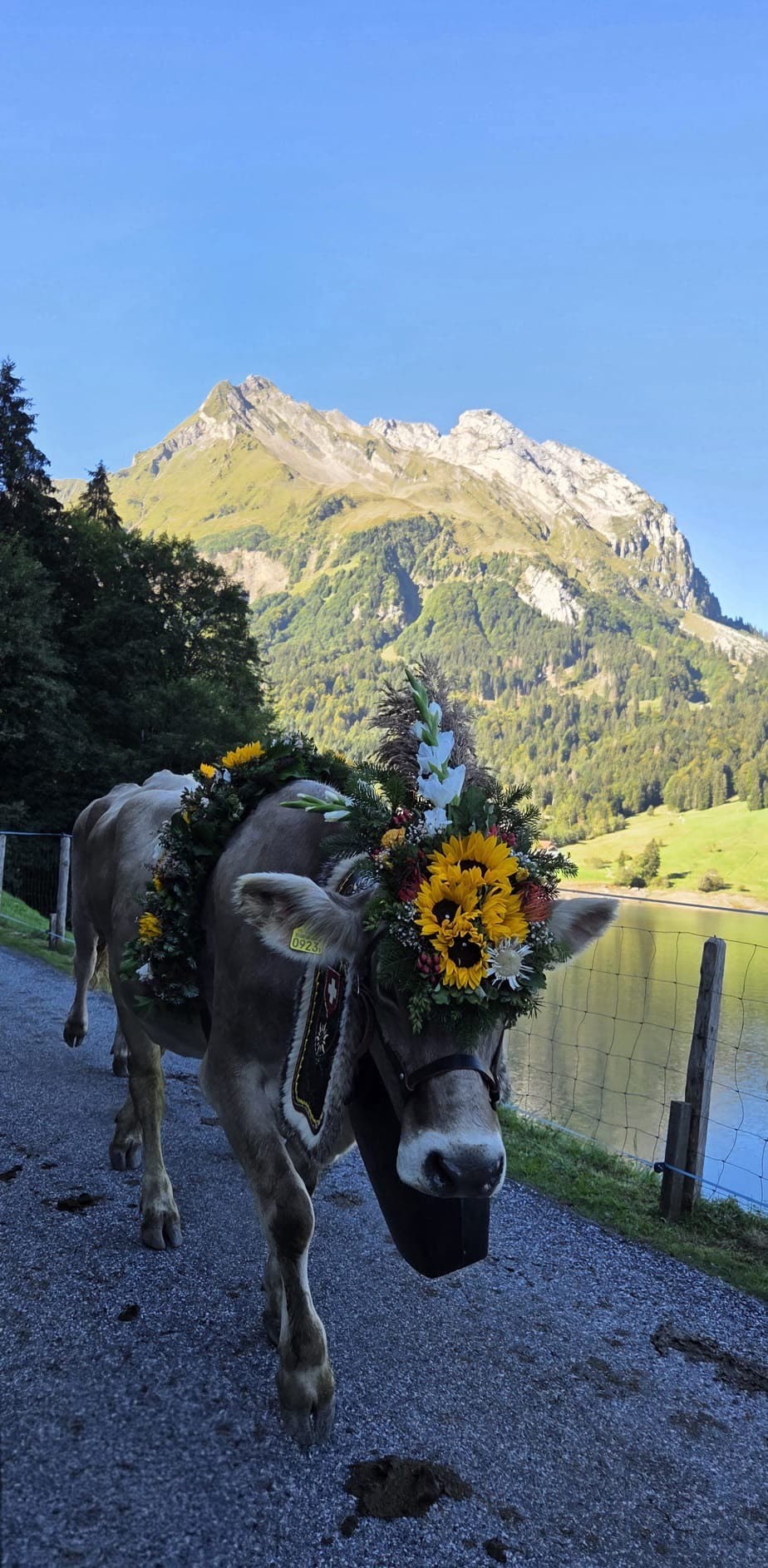 Geschmückte Kuh mit Sonnenblumen am Seeufer (Wägitalersee), Berggipfel im Hintergrund
