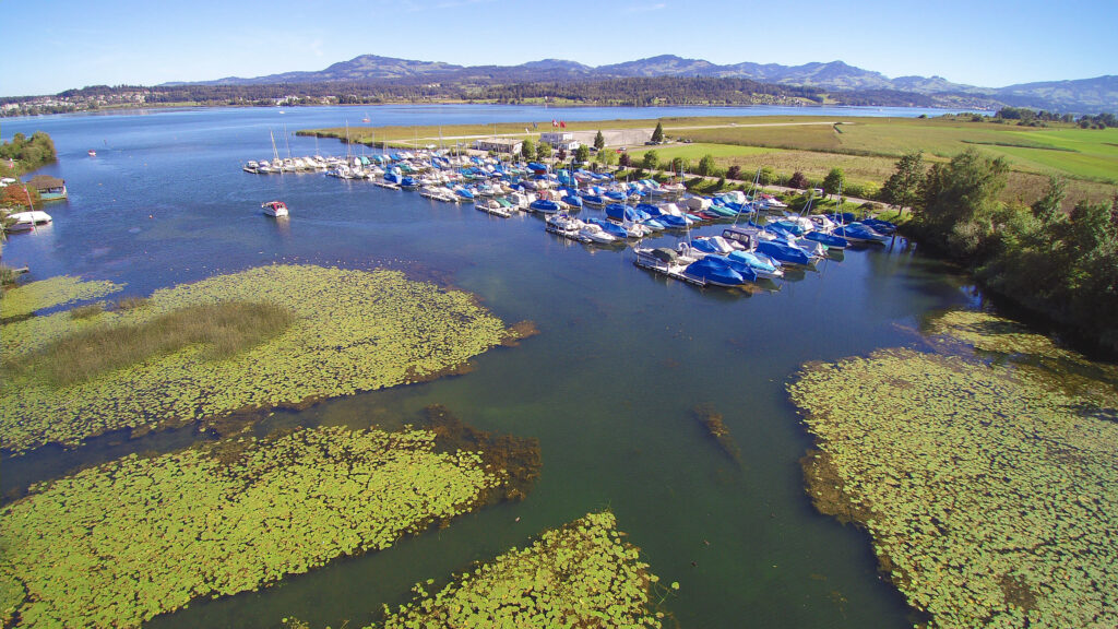 Luftbild des Bootshafens Franzrüti mit vielen Booten, Seerosenfeldern und dem Zürichsee