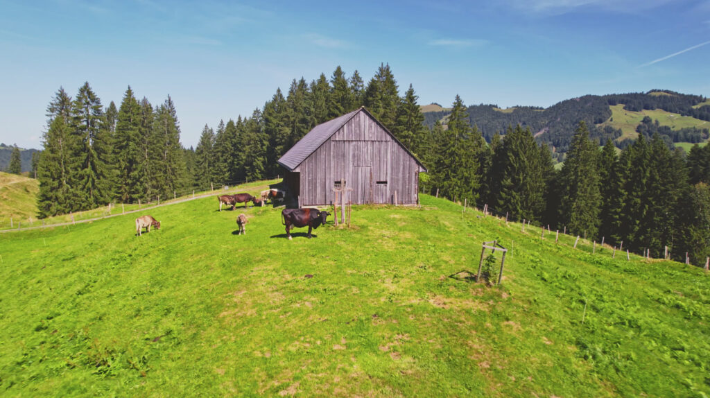 Holzstall der Genossameweid mit Vieh