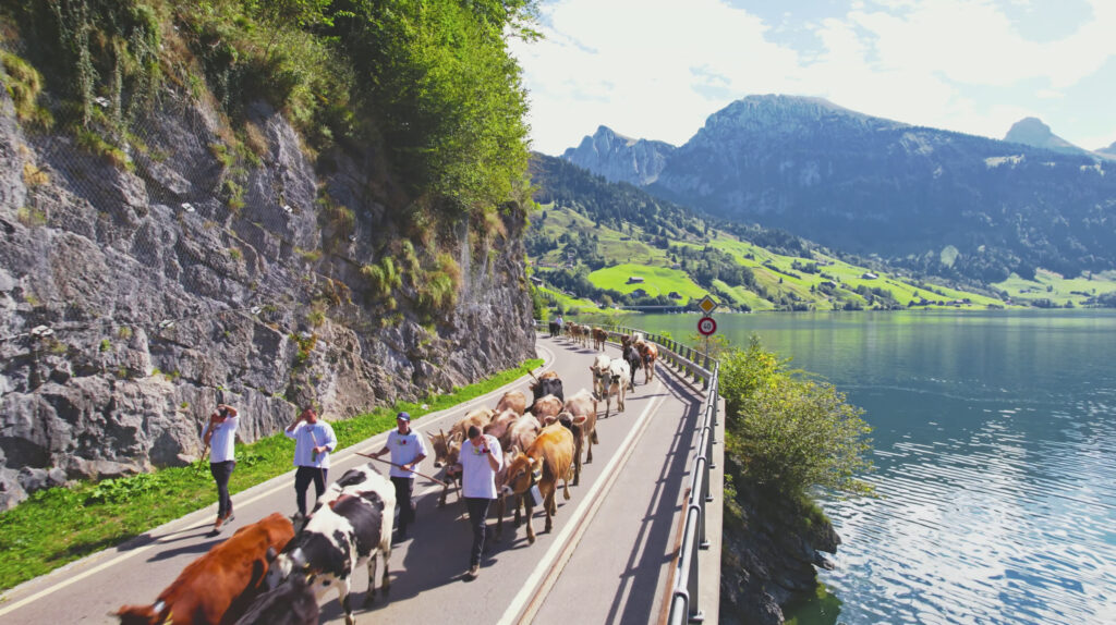 Vieh auf dem Weg entlang des Sees