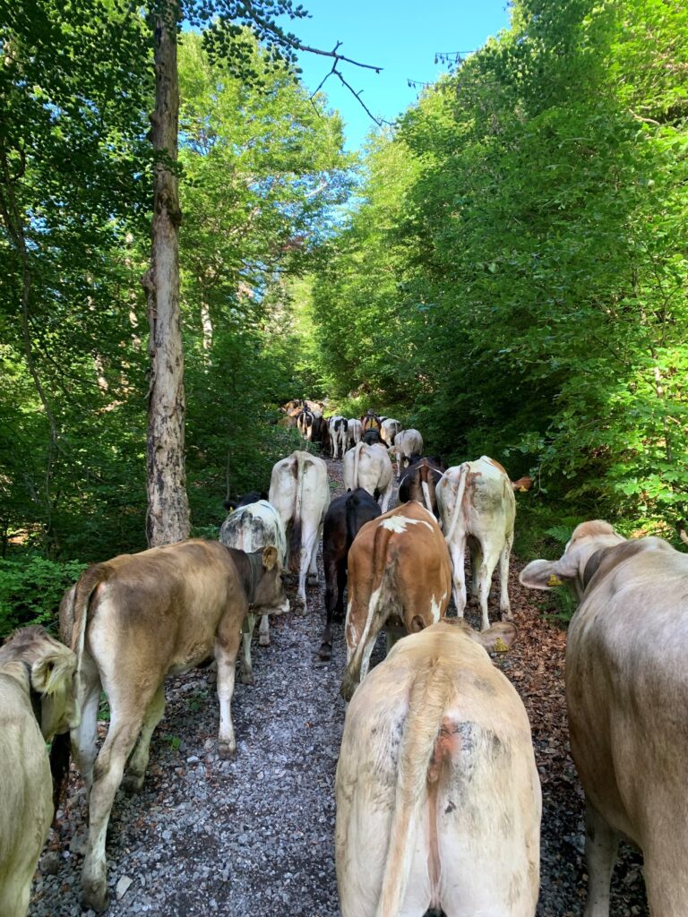 Jungvieh auf einem Waldweg beim Viehauftrieb zur Brüschalp am 15. Juni 2026